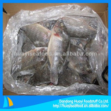 Tilapia de pescado congelado 300-500g tilapia bebé iqf